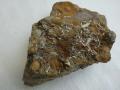 Schwefeleisenkonkretion mit Fossilien u.a. Otholithen 