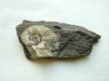 Ammonit Eleganticeras 