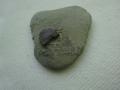 Fischknochen ?   