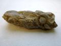 Speiballen vom Hai, Reptil od. Amphibium 